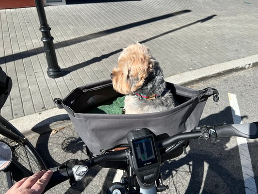 Dog on a bike