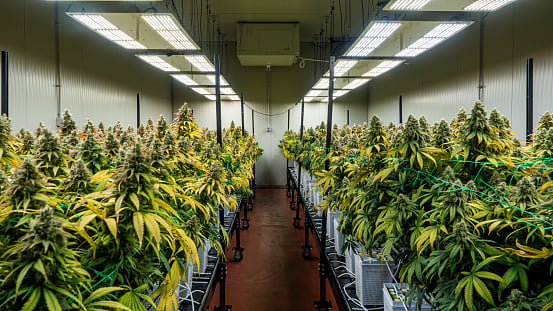 Cannabis Cultivation Grow